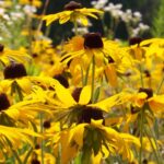 Isang close-up na larawan ng dose-dosenang dilaw na bulaklak na may mga itim na sentro