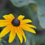 Isang larawan ng nag-iisang bulaklak na Susan na may Black-eyed