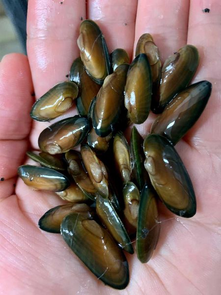 Isang imahe ng Black Sandshell