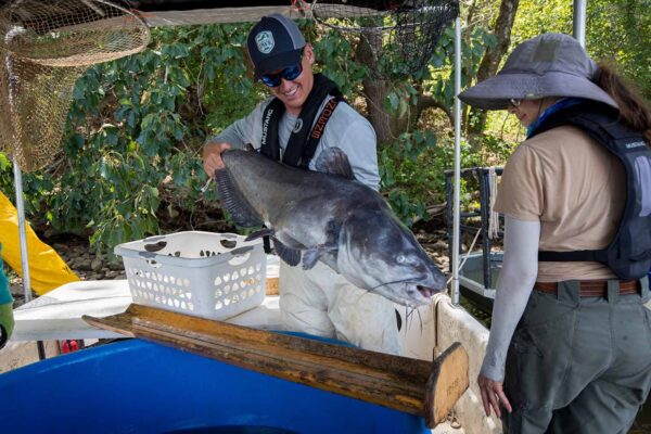 Isang imahe ng Blue Catfish