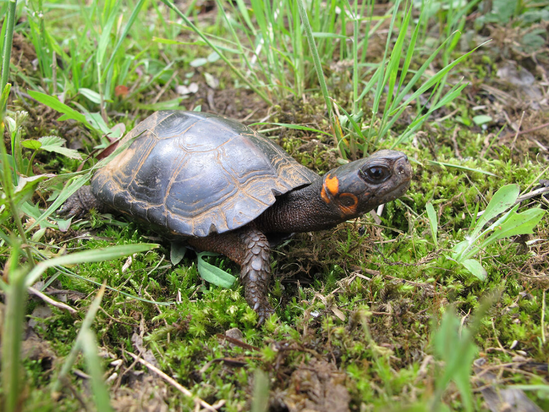 Isang imahe ng isang bog turtle; sila ay kayumanggi-kulay-abo na may mga markang kahel sa kahabaan ng mga tagaytay ng kanilang shell at nakapalibot sa kanilang mga tainga