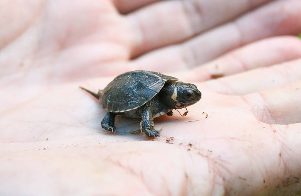 Isang baby bog turtle na hawak ng isang tao; ang katawan nito ay humigit-kumulang 1/8sa laki ng kamay ng isang nasa hustong gulang