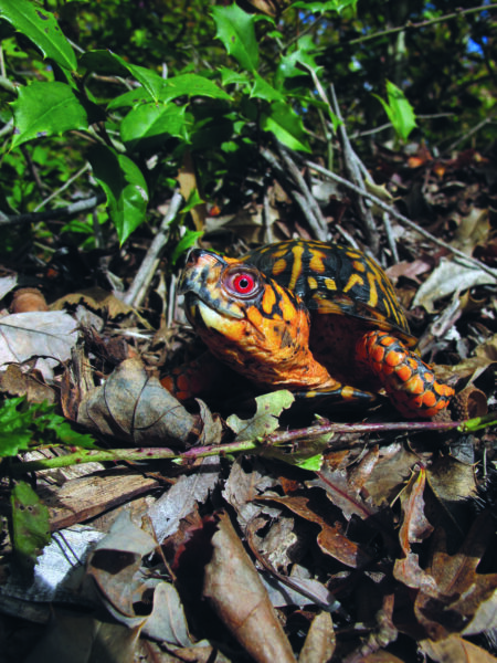 Isang imahe ng Eastern Box Turtle
