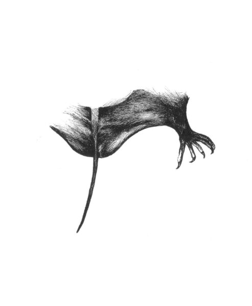 Isang larawan ng Brazilian Free-tailed Bat