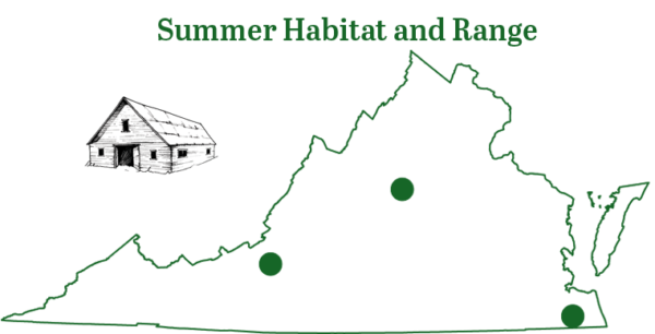 Brazilian free tailed bat range na mapa