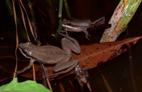 Isang imahe ng Chorus Frog ni Brimley