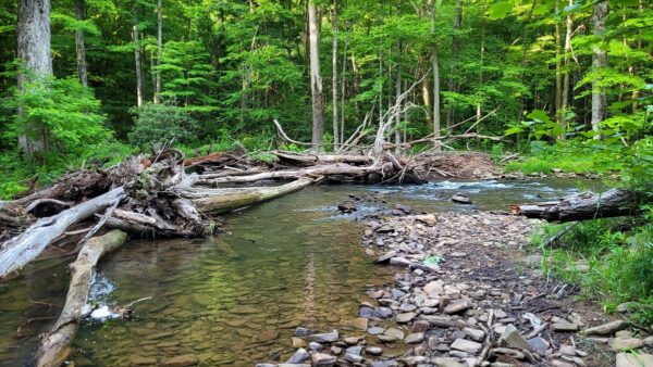 Isang paglalarawan ng perpektong tirahan ng Brook Trout. © Mike Owen - US Forest Service