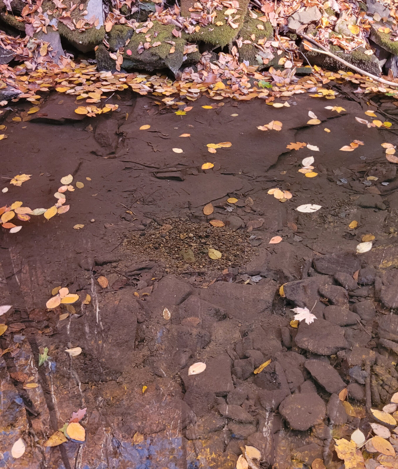 Isang pugad ng brook trout sa loob ng isang stream ng bundok
