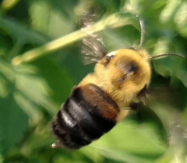 Isang imahe ng brown belted bee na medyo katulad sa hitsura ng Rusty patched bee ngunit ang mga pakpak nito ay malinaw at hindi karamelo at ang tiyan nito ay may mapurol na kayumanggi ang kulay.