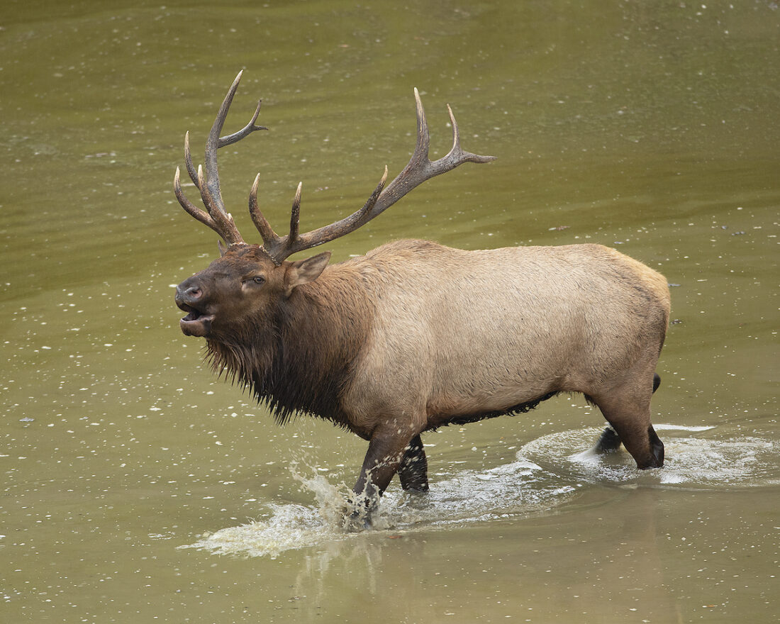 Isang larawan ng isang nasa hustong gulang na elk sa tubig