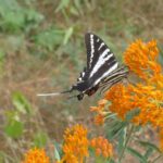 Isang butterfly sa isang orange na bulaklak
