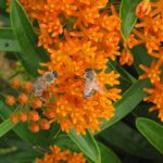 Mga bubuyog sa isang kulay kahel na bulaklak