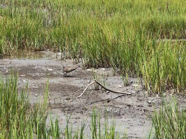 Isang saltmarsh sa low tide na nagpapakita ng putik at luntiang marsh grass, na may hindi pa nabubuong clapper rail na naglalakad sa putik.