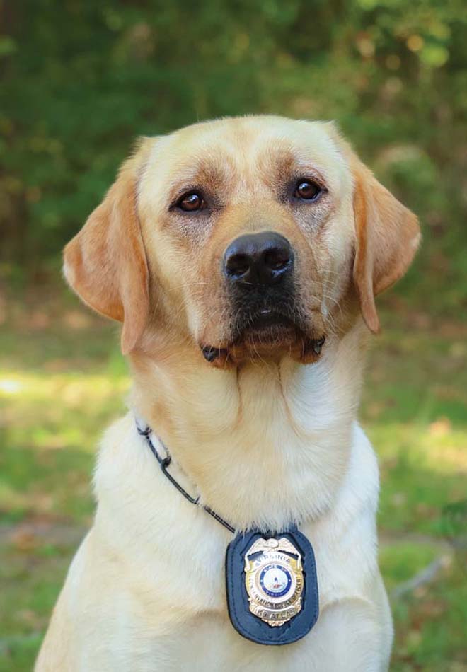 Isang larawan ng K9 Atlas