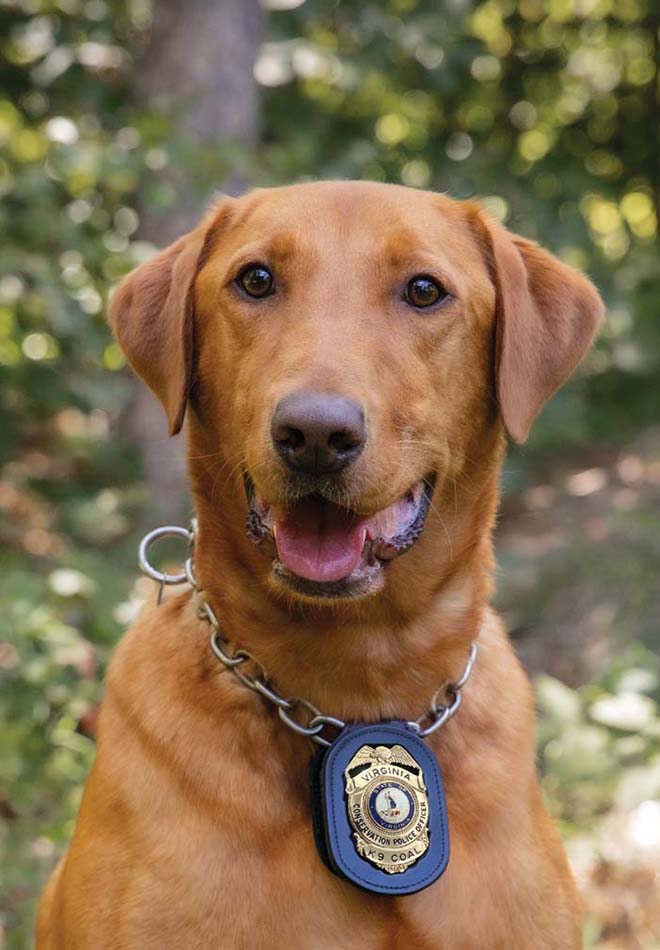 Isang larawan ng K9 Coal