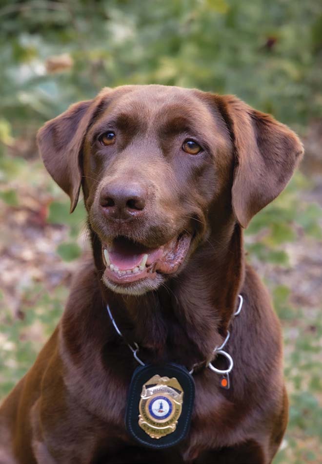 Isang larawan ni K9 Molly