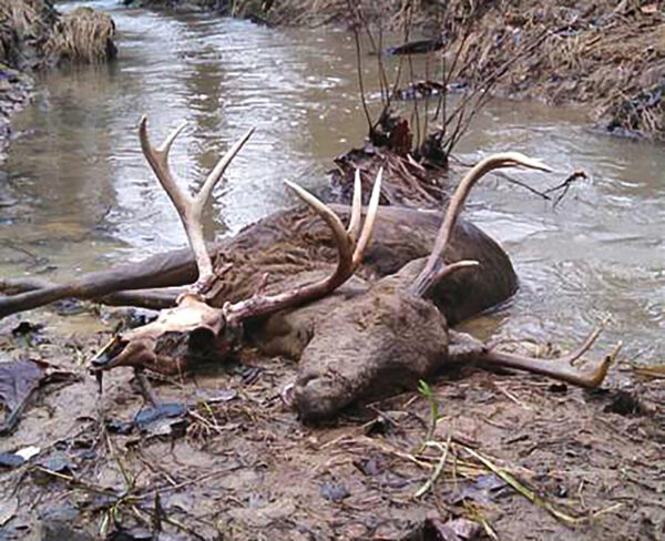 Isang larawan ng isang namatay na usa na nakahiga sa isang batis.