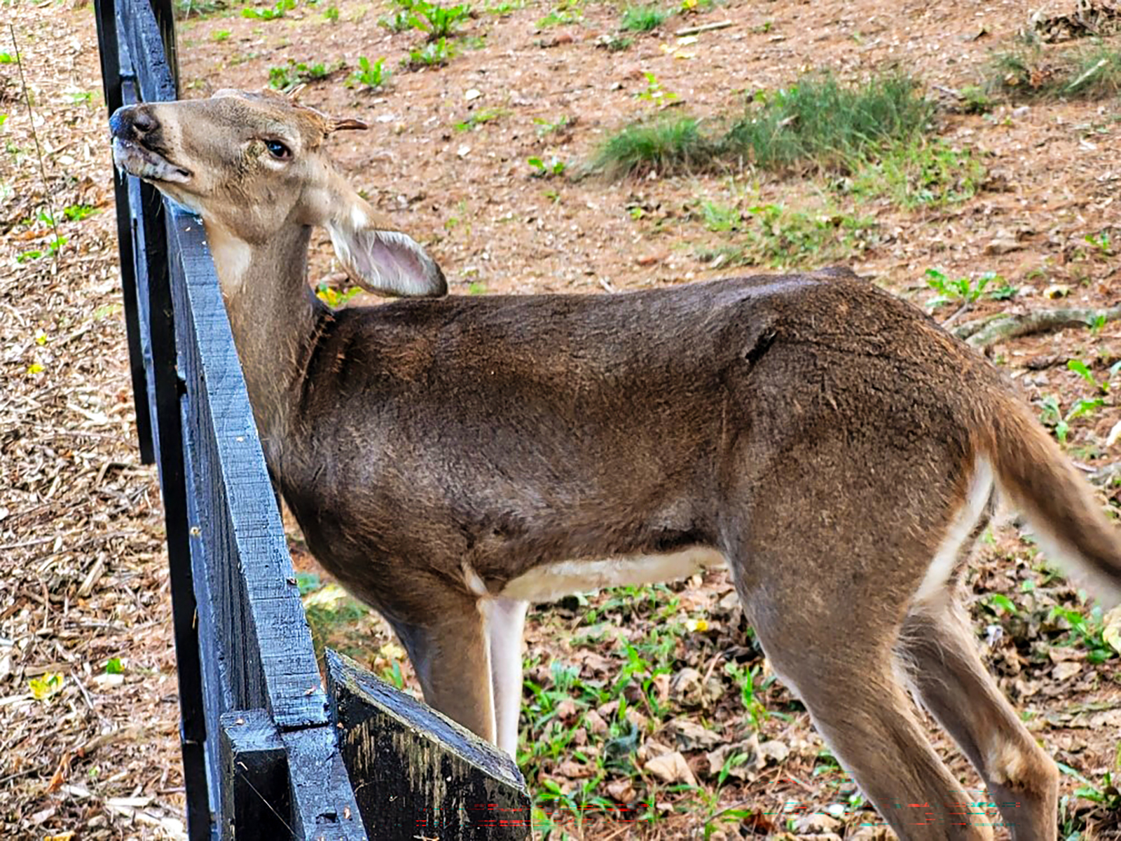 Isang larawan ng isang juvenile deer na nakatayo na ang ulo ay nakasalalay sa tuktok ng bakod.
