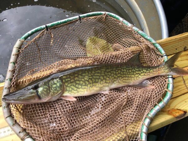 Isang Chain Pickerel na sinusukat sa panahon ng survey ng komunidad ng isda. © Larawan ni Scott Herrmann