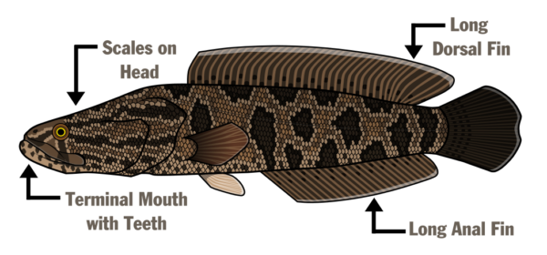 Isang paglalarawan ng Northern Snakehead na pinangalanan ang anatomy - Mga kaliskis sa ulo, dulong bibig na may ngipin, mahabang palikpik sa likod, at mahabang palikpik sa anal.