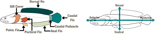Isang diagram ng dalawang may larawang isda. Ang una, sa kaliwa, ay nagpapangalan sa mga bahagi ng isda - Gill cover, dorsal fin, caudal fin, caudal peduncle, anal fin, pectoral fin, at pelvic fin. Ang pangalawa, sa kanan, ay may pahalang at patayong arrow na nagpapangalan sa mga lugar ng isda - Anterior, dorsal, posterior, at ventral.