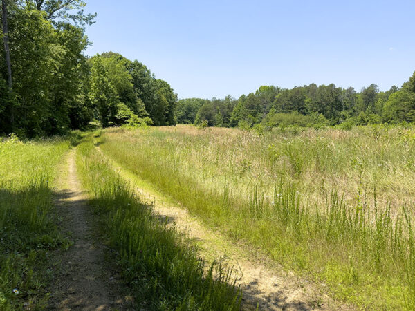 Ang Greenwood Forest Road.