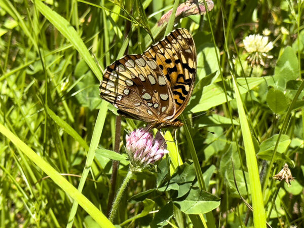 Isang mahusay na spangled fritillary.