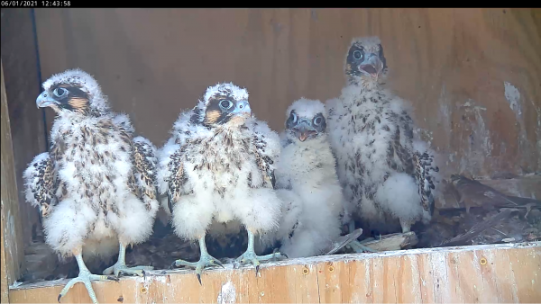 Apat na peregrine falcon chicks mula sa 2021 nesting season.