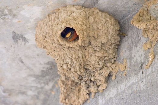 Cliff Swallow Nest na may ibon sa loob