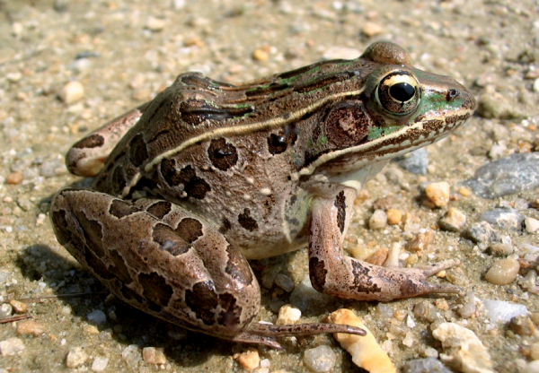 Isang imahe ng Coastal Plains Leopard Frog