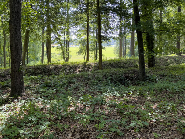 Isang imahe ng kagubatan sa loob ng Cold Harbor battlefield