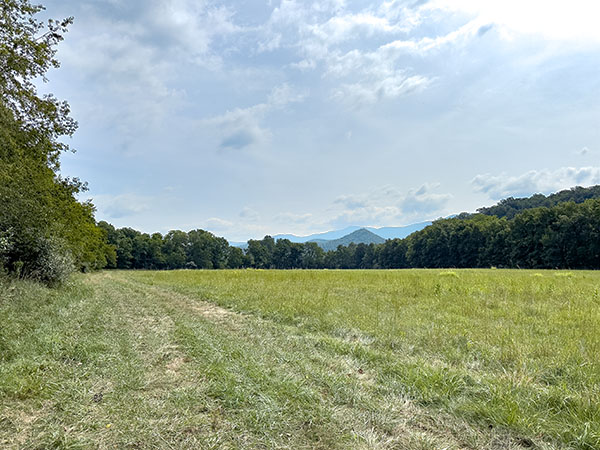 Ang mga Eastern phoebes ay nakahanay sa mga gilid ng field na parang mga bantay habang ang mga karaniwang uwak ay tumatawag mula sa mga puno sa mga bukid sa likod ng mga gusali ng hatchery. Credit ng Larawan: Lisa Mease