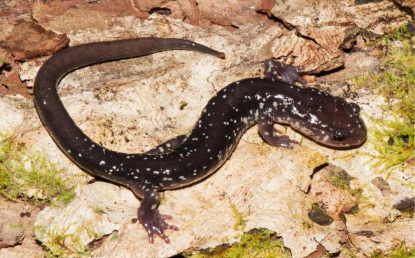 Isang imahe ng Cow Knob Salamander