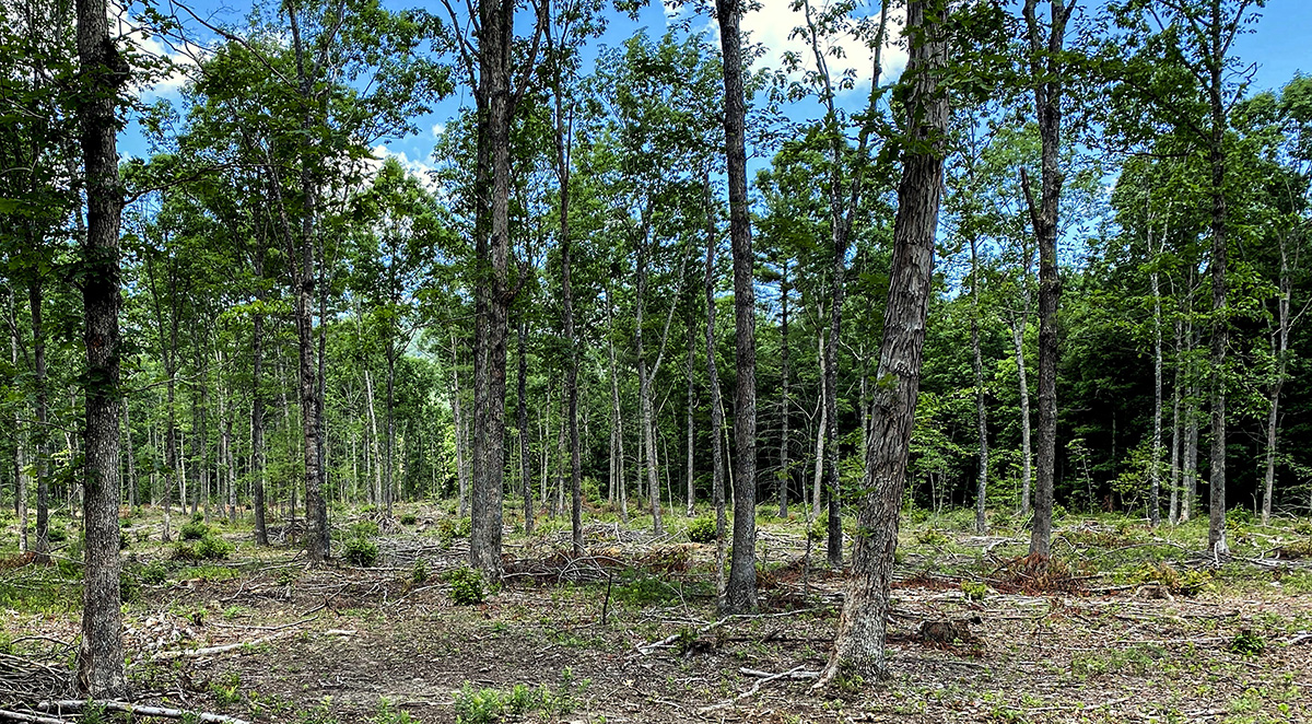 Isang imahe ng isang saradong canopy forest na pinanipis upang bigyang-daan ang paglaki ng groundcover