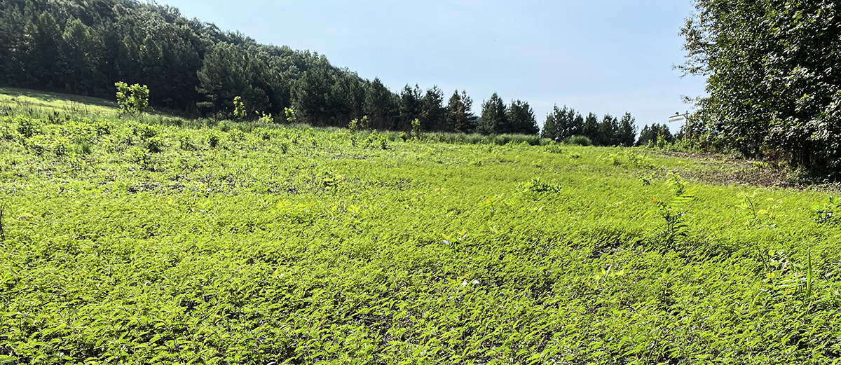 Isang lugar ng fescue na na-spray at sinunog na nagpapahintulot sa katutubong Partridge pea na mangibabaw sa rehiyon