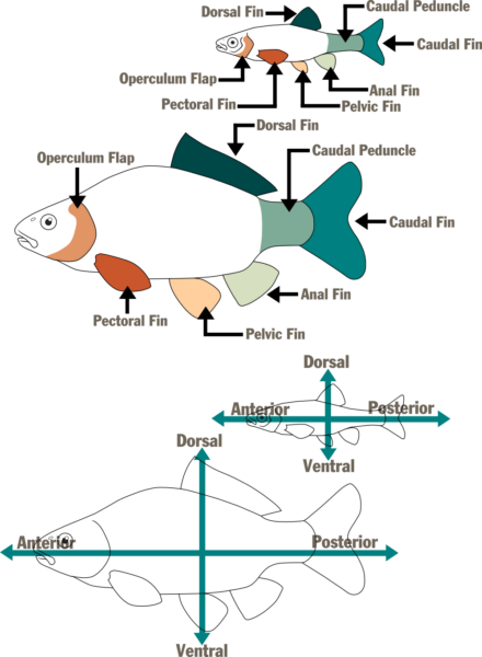 Mga paglalarawang pinangalanan ang mga seksyon at palikpik ng isda.