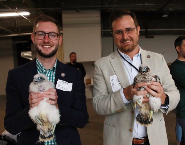 Mga sisiw ng Peregrine Falcon pagkatapos mag-band (babae sa kaliwa, lalaki sa kanan)