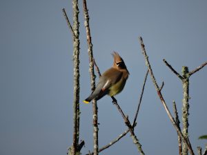 Isang imahe ng isang cedar waxwing sa isang sanga