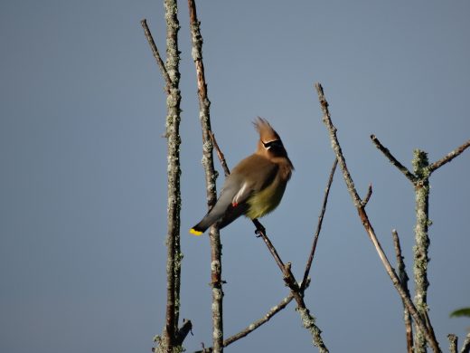 Isang cedar waxwing sa isang sanga