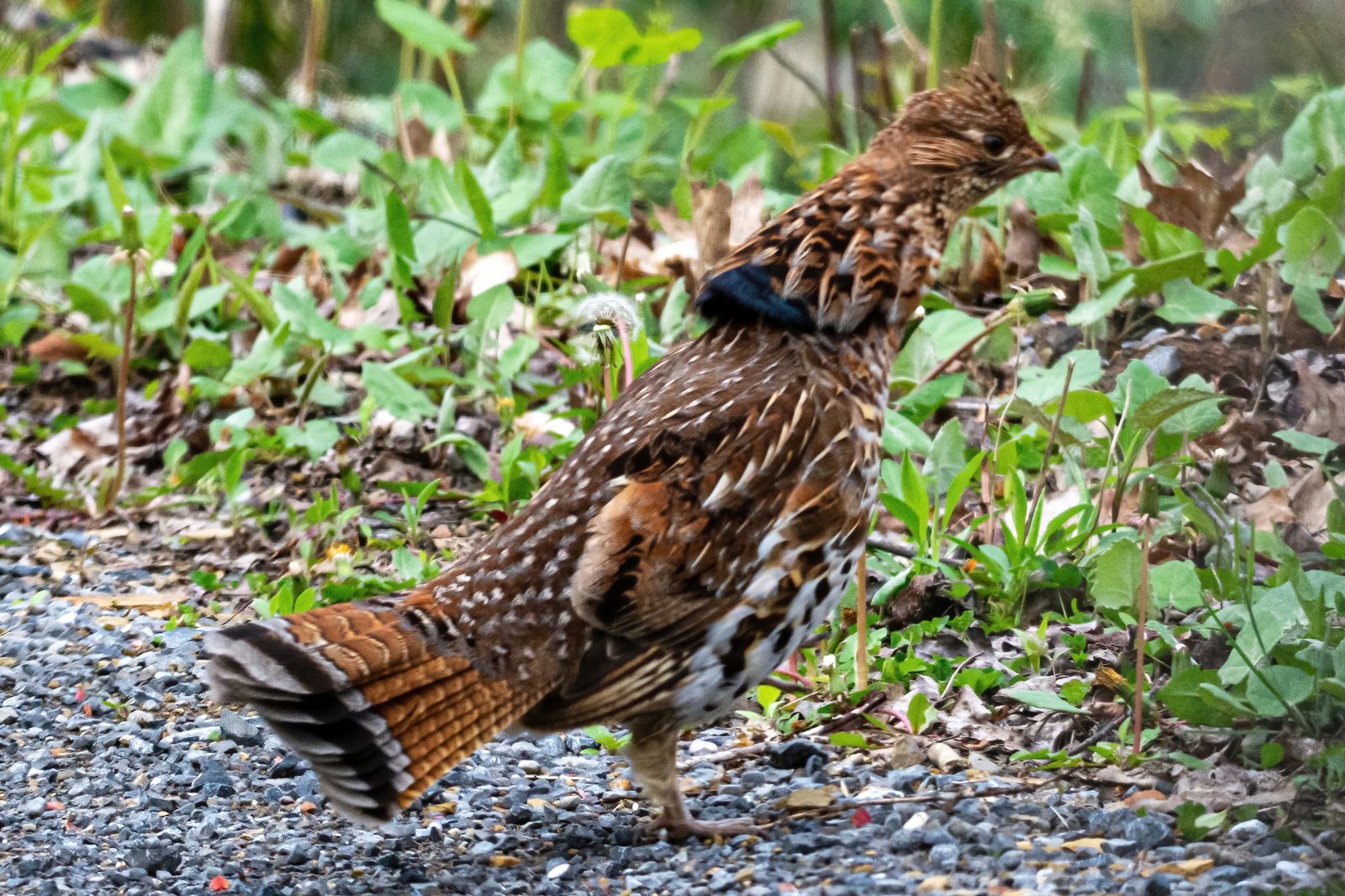 Isang imahe ng isang ruffed grouse sa kalsada