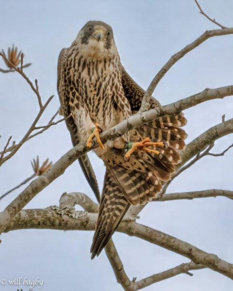 92/BN falcon ('Red' mula sa 2024 brood) ay umaabot sa isang sanga ng puno.