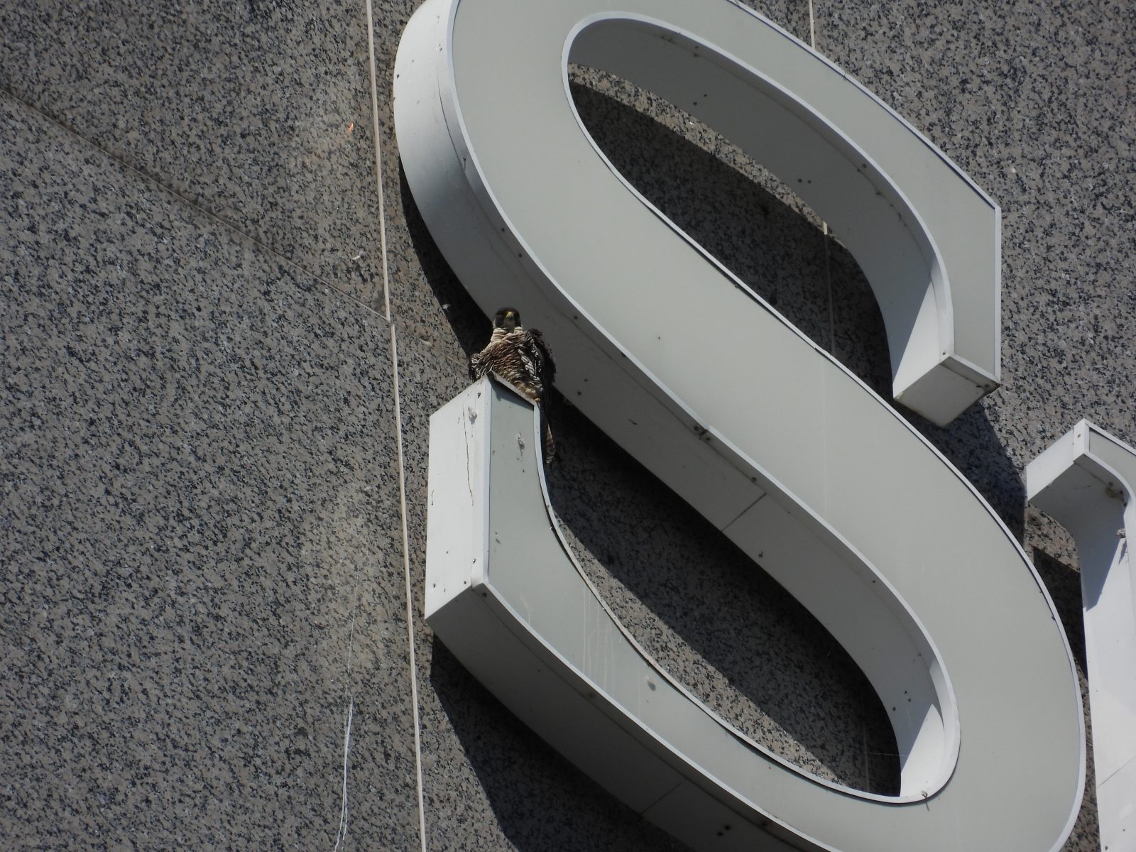 Nakatayo ang nasa hustong gulang na babae sa ibabaw ng isa sa mga palatandaan ng gusali ng SunTrust.