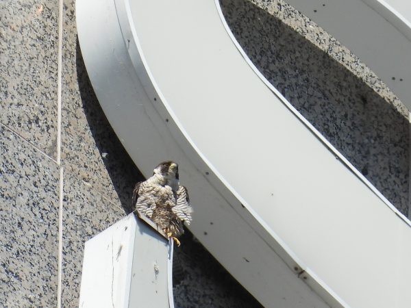 Isang imahe ng peregrine falcon chick sa "S" ng suntrust building