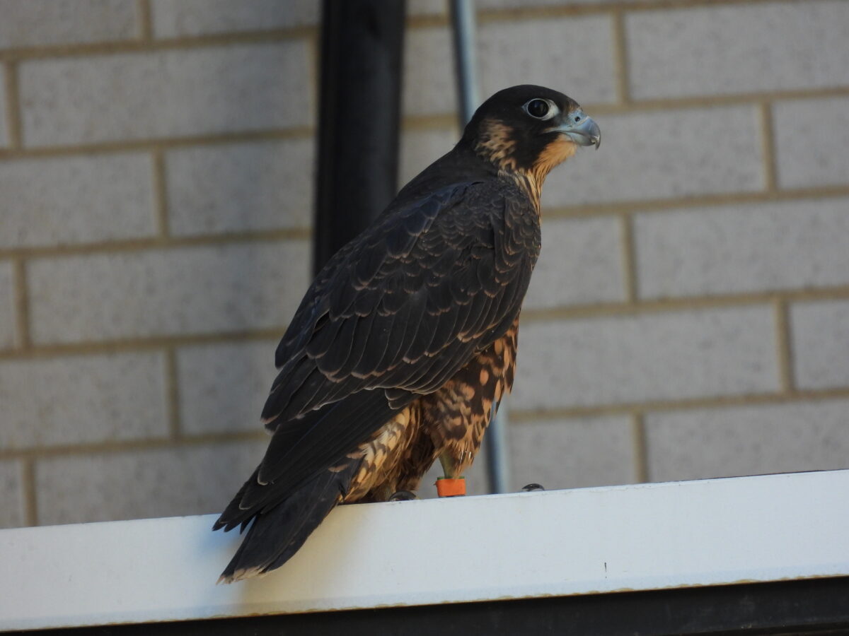 'Orange' na nakikita bago lumipad papunta sa parking deck ng Towne Bank