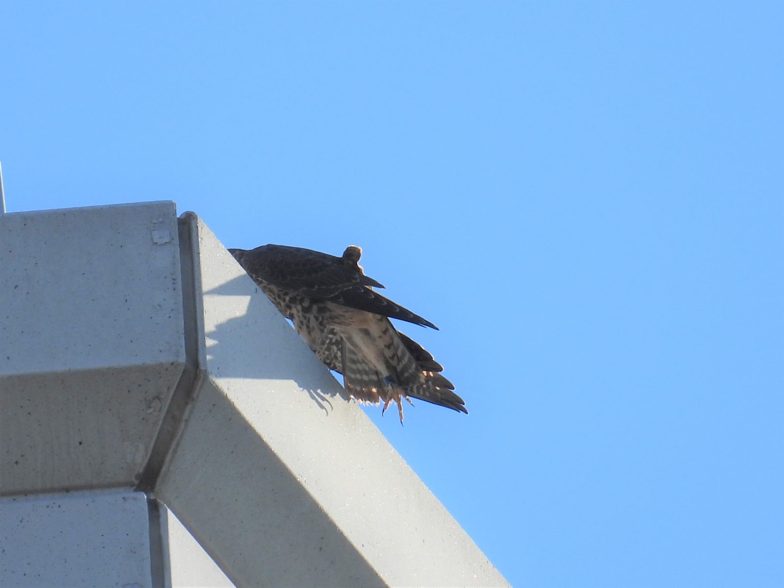 Juvenile na lalaki (asul) na nakabuka ang paa na nagpapahintulot sa kanyang pagkakakilanlan.