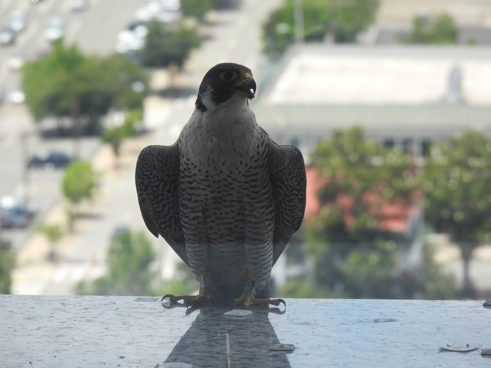 Babaeng nasa hustong gulang sa kanlurang gilid ng gusali ng SunTrust.