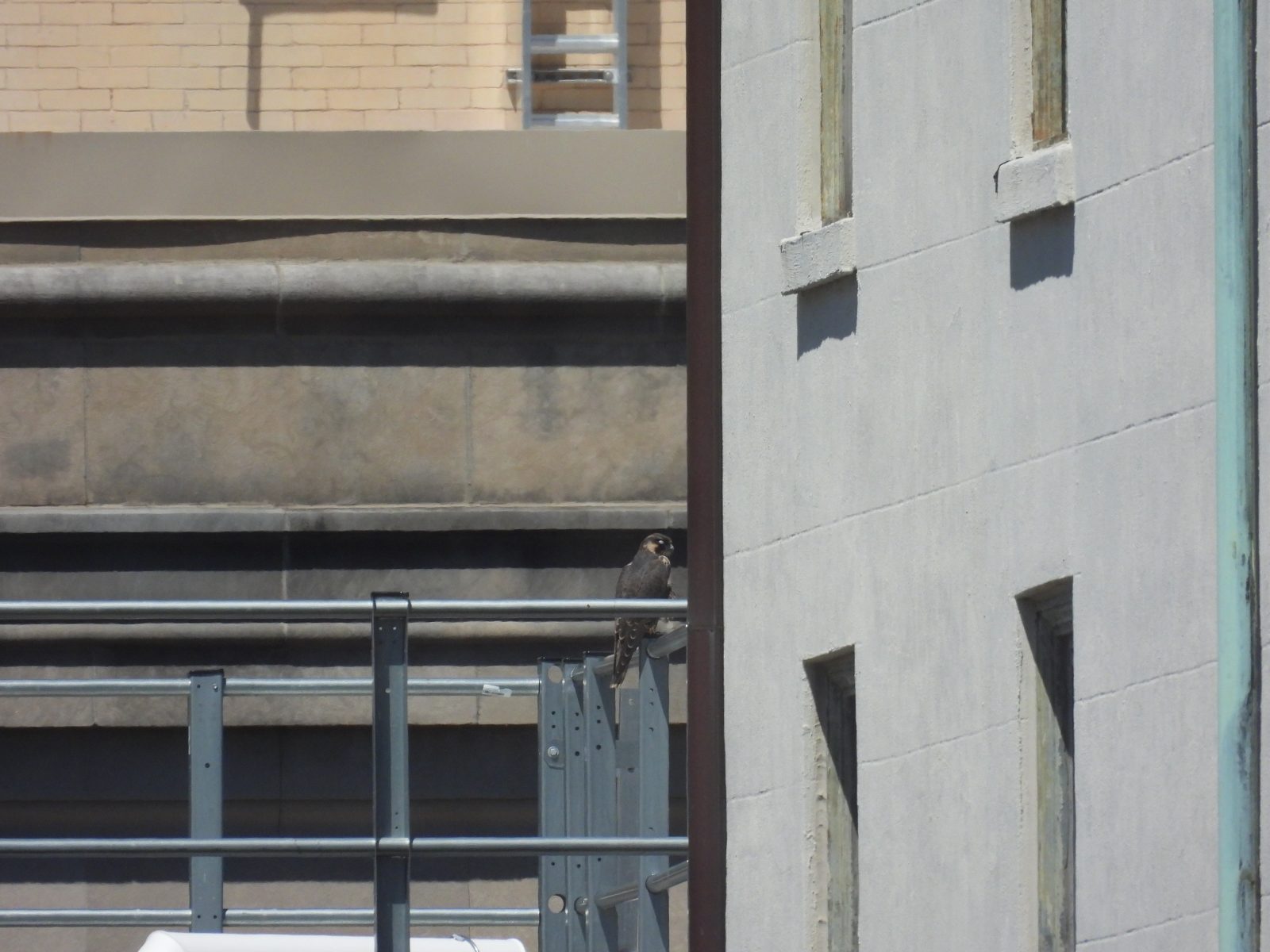 Juvenile na babae (orange) ay dumapo sa bubong ng gusali sa kanluran ng gusali ng SunTrust.