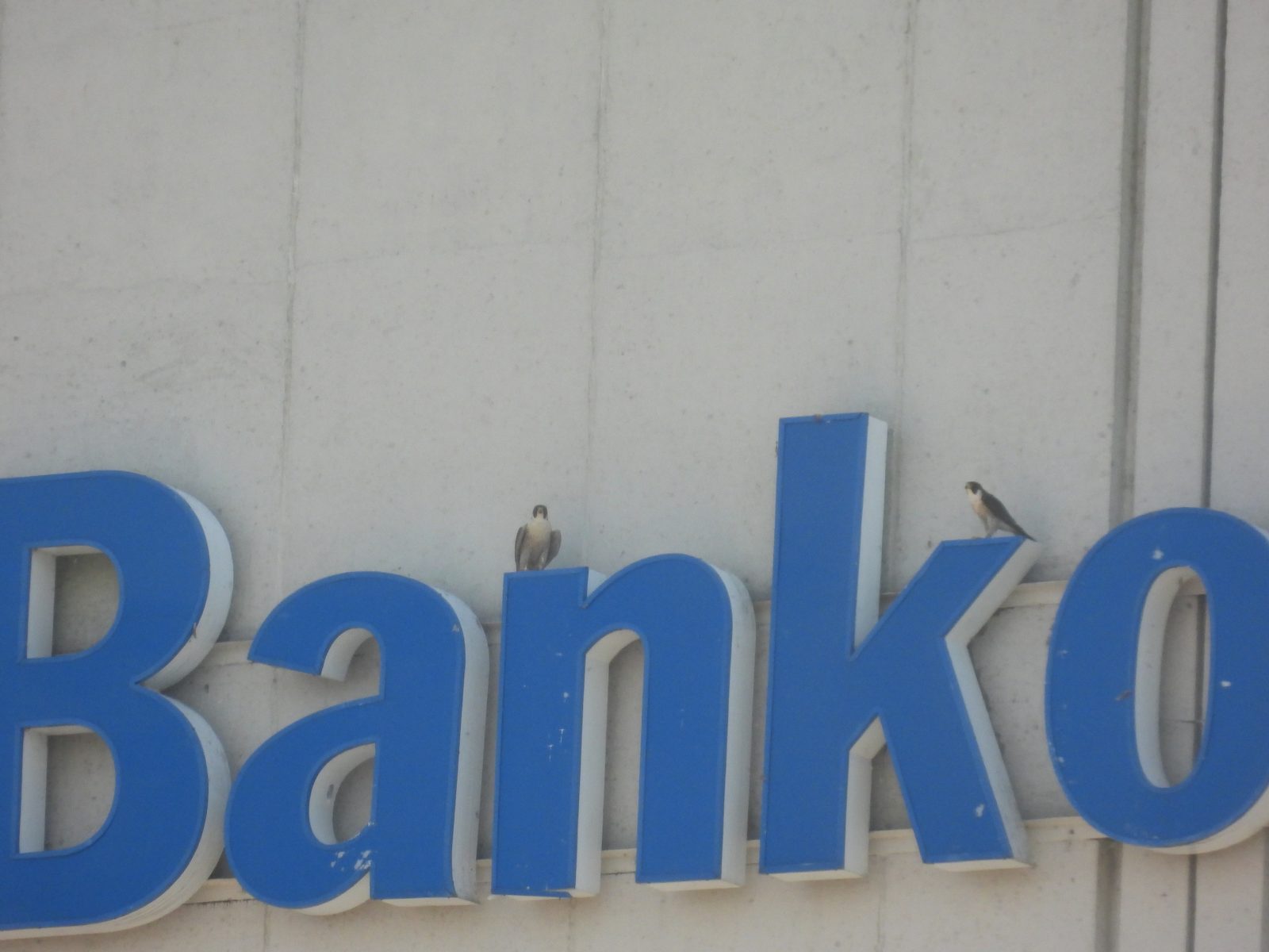 Nakatayo ang nasa hustong gulang na babae (kaliwa) at nasa hustong gulang na lalaki (kanan) sa ibabaw ng karatulang nakaharap sa kanluran sa gusali ng Bank of America.