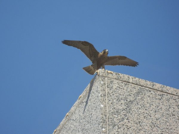 ang juvenile na babaeng Peregrine Falcon ay dumapo sa ibabaw ng gusali ng SunTrust (dalawang bloke sa hilaga ng lokasyon ng nest box sa gusali ng Riverfront Plaza). Larawan ni Jessica Ruthenberg.