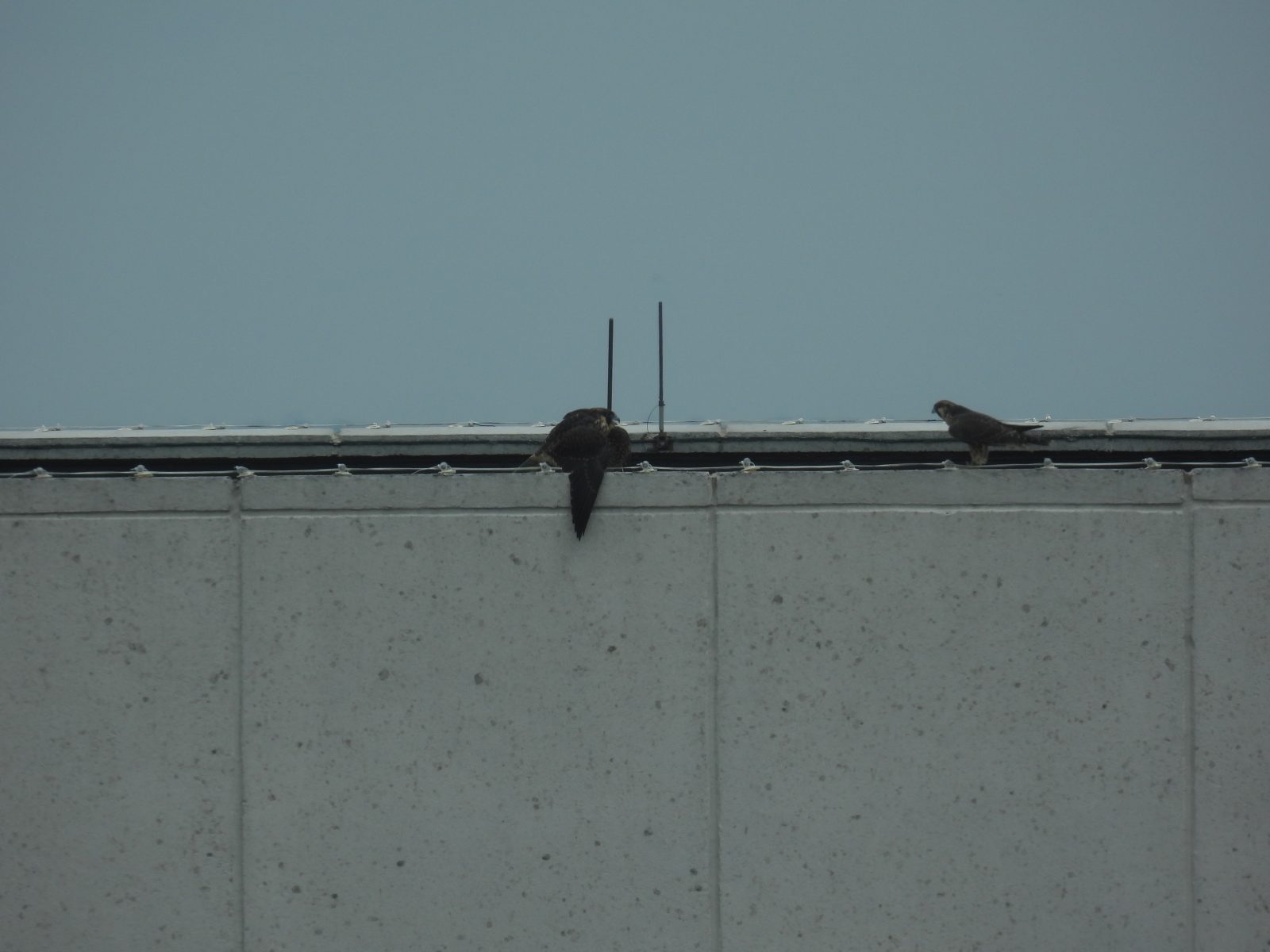 Pula (kanan) ay lumalapit sa dilaw (kaliwa) habang siya ay nag-vocalize at nagtatanggol.